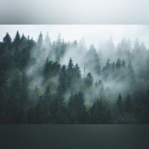 Green Misty Forest Wallpaper Mural - Removable Wallpaper (Peel & Stick)